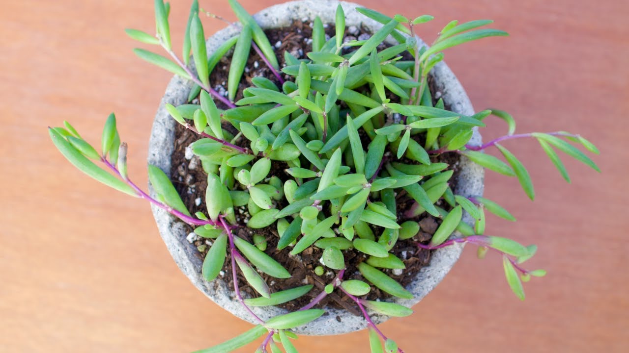 Planting Othonna Capensis 