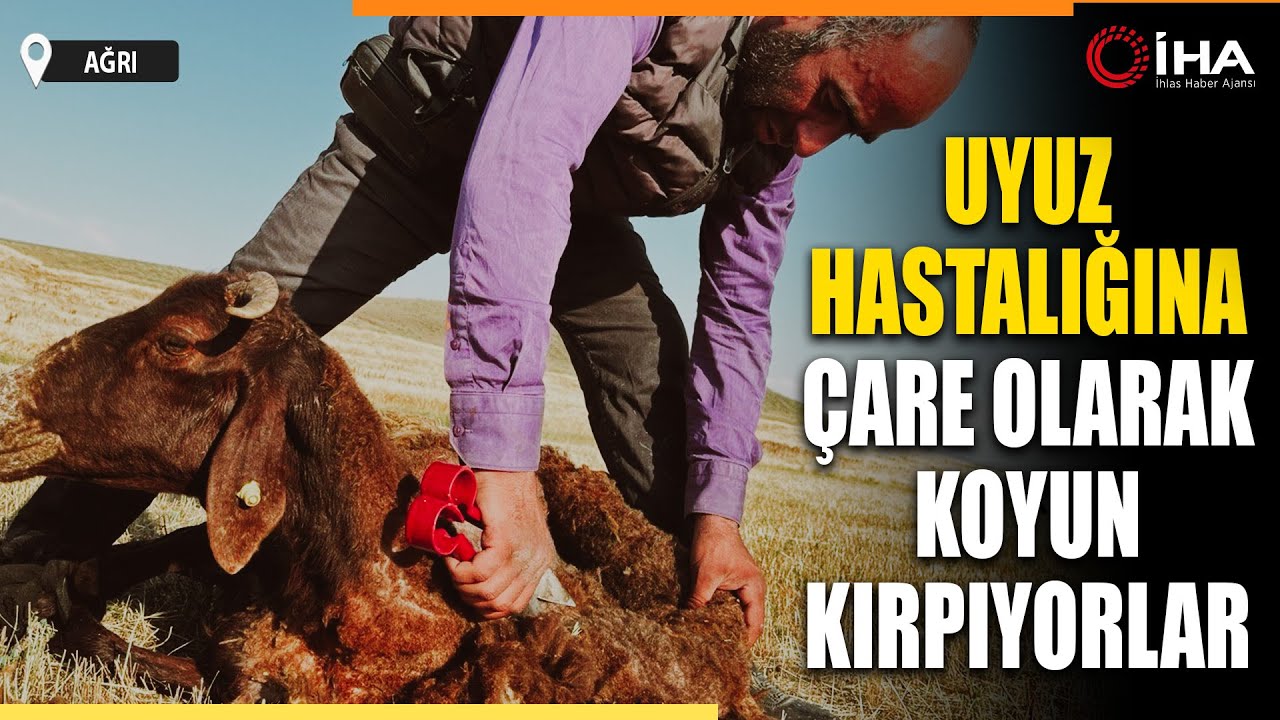 Ağrı’da Koyun Kırkma Mesaisi Başladı
