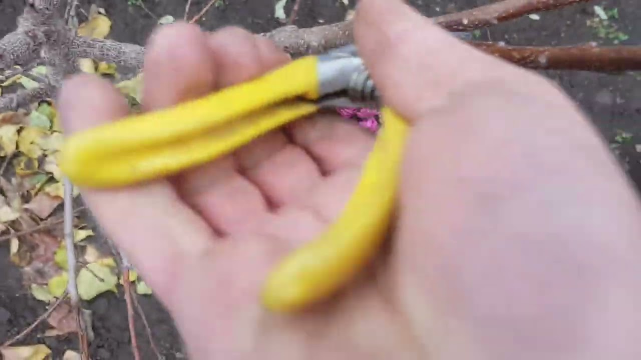 Формуюча обрізка АБРИКОСА в деталях