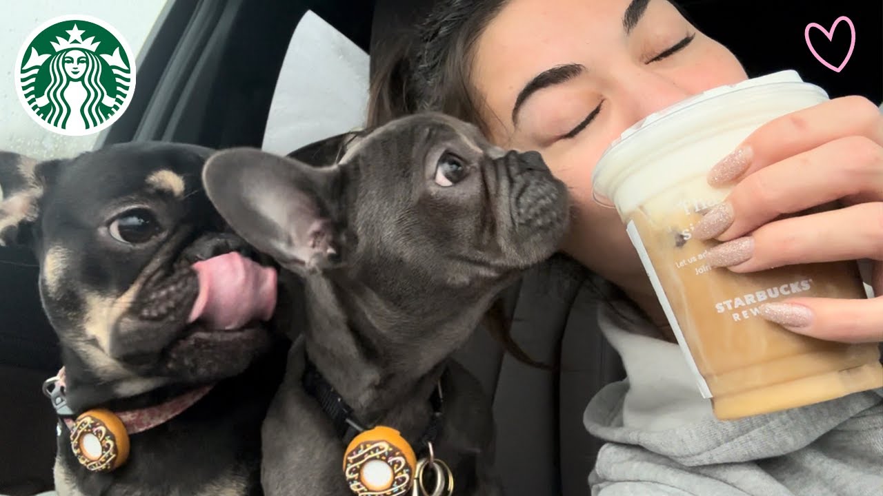 Starbucks new pistachio cold brew & pup cups!