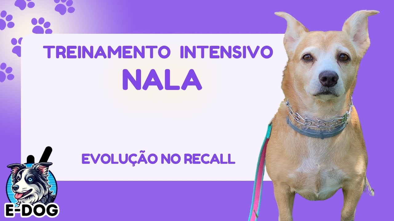 Evolução no recall - Treinamento Intensivo Nala