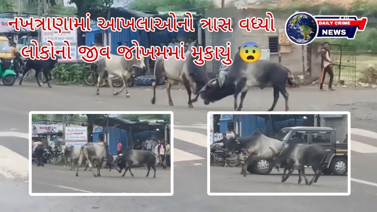 Nakhtrana માં આખલાઓનો ત્રાસ વધ્યો લોકોનો જીવ જોખમમાં મુકાયું - DAILY CRIME NEWS