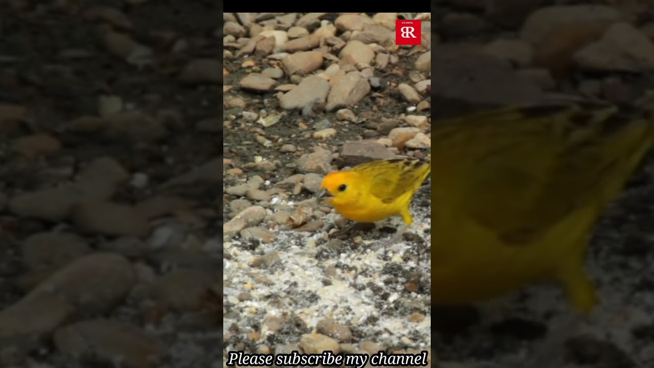 Canary Bird || Canary Bird Eating Food || B R Digital 