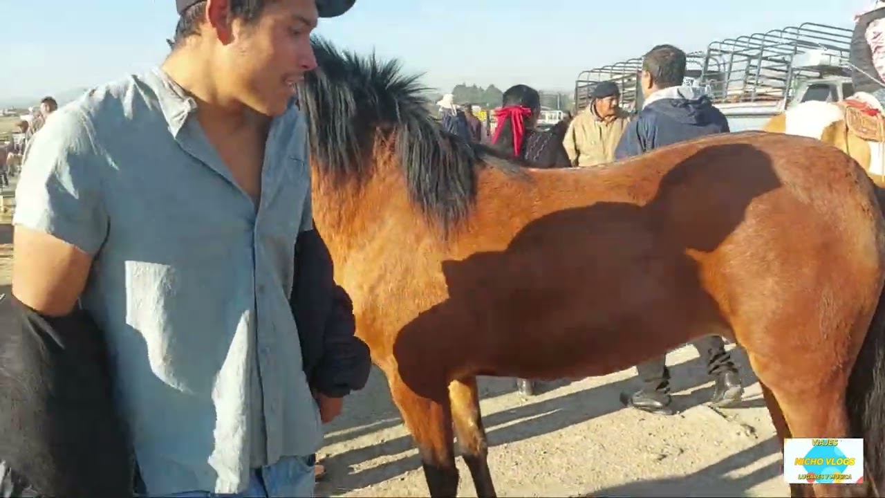 PLAZA GANADERA CIENEGUILLAS,REGALADOS  LOS CABALLOS Y TODOS LOS ANIMALES,NOS PERDIMOS 15 DIAS FATAL.