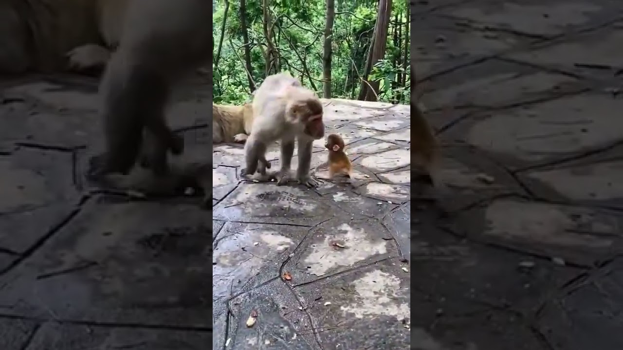 monkey baby got the wrong mother and got a slap #monkey #shorts #baby
