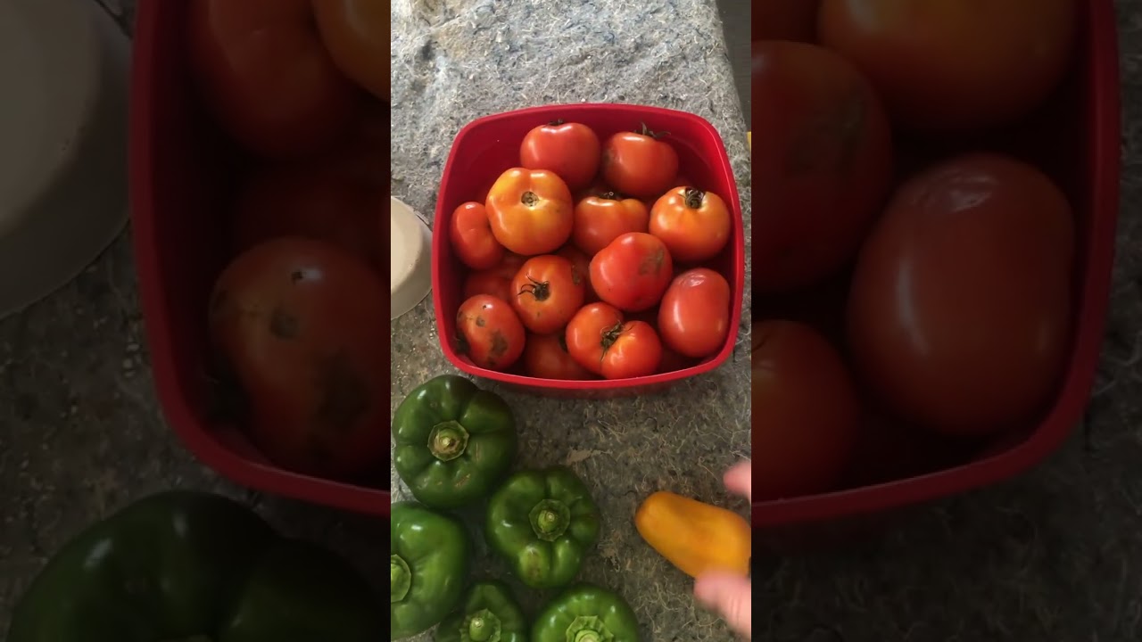 Videos coming back to site per requests. Florida vegetable garden and ripening tomatoes. 🥒🌶️🍆🌽🥔🫑🍅🍎