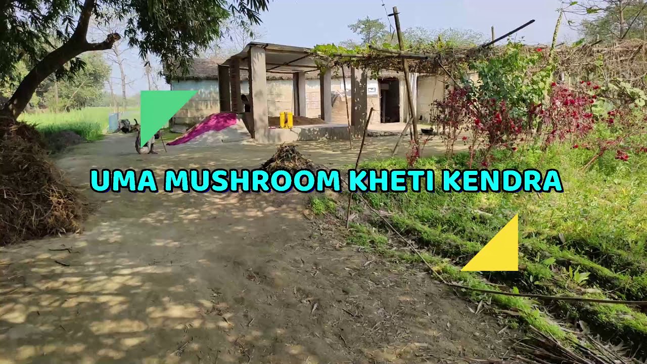 Story of a sustainable mushroom farmer from East Champaran, Bihar, India feat. Mr. Chotelaal Pandit