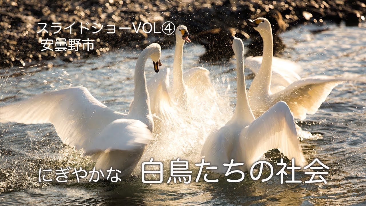 【風景写真】【タイムラプス】にぎやかな白鳥達の社会／安曇野市