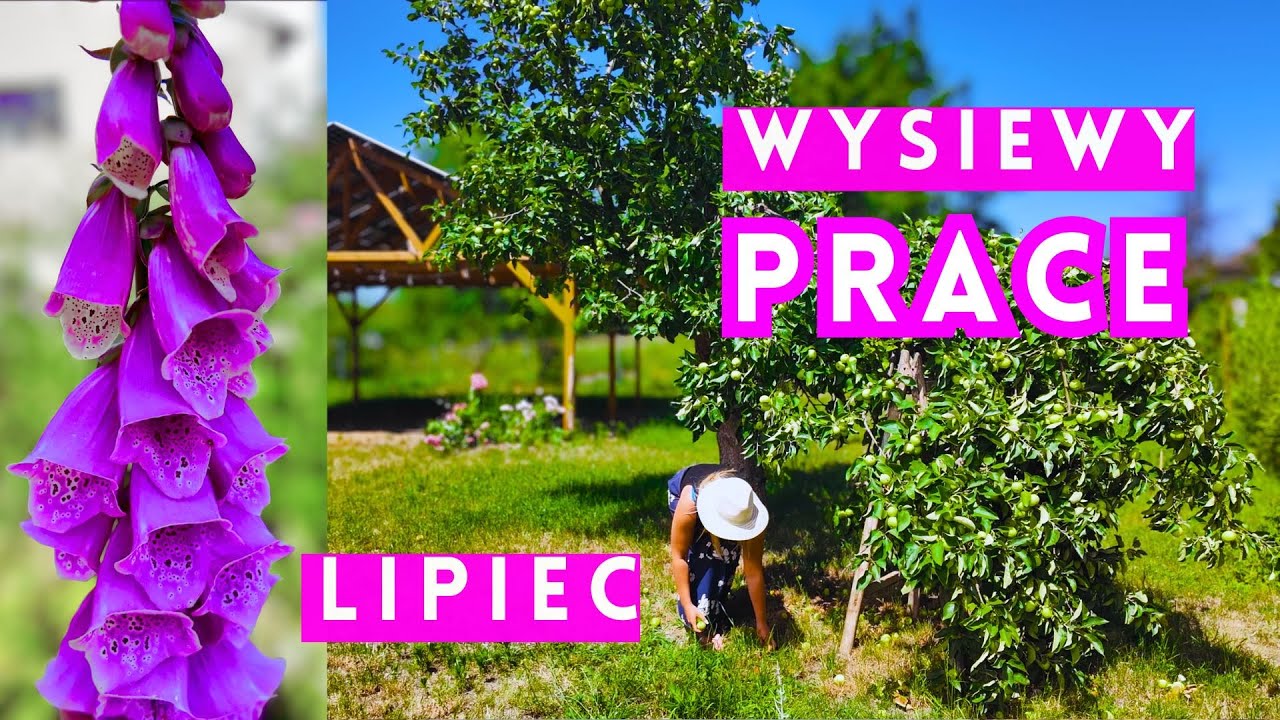Prace ogrodowe na początku lipca – wysiewy kwiatów i warzyw, cięcie bylin i róż latem