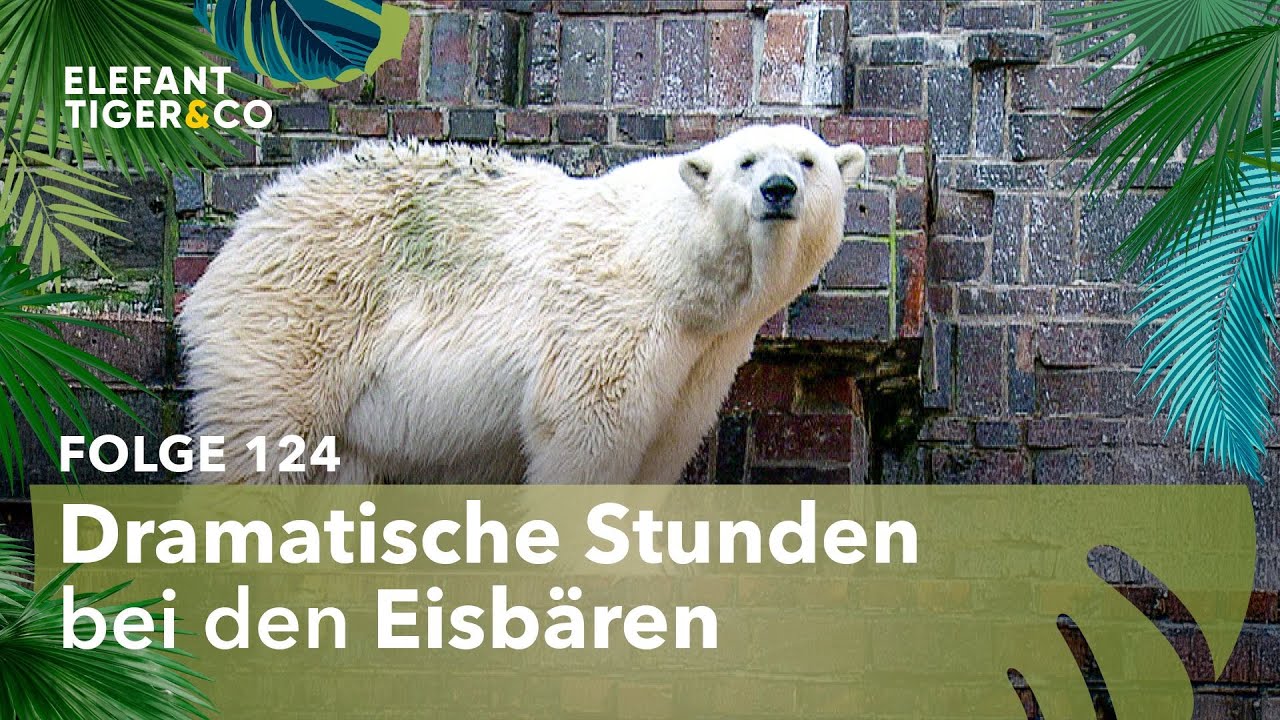 Eine traurige Entscheidung (Folge 124) | Elefant, Tiger & Co. | MDR