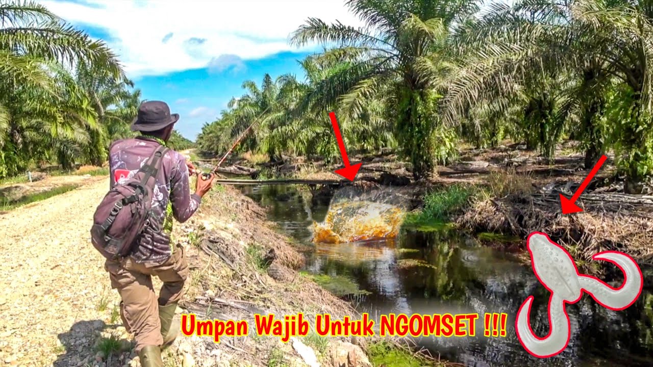GAK NGOT4K !!! UMPAN INI BISA HABISKAN IKAN DISPOT 🤣