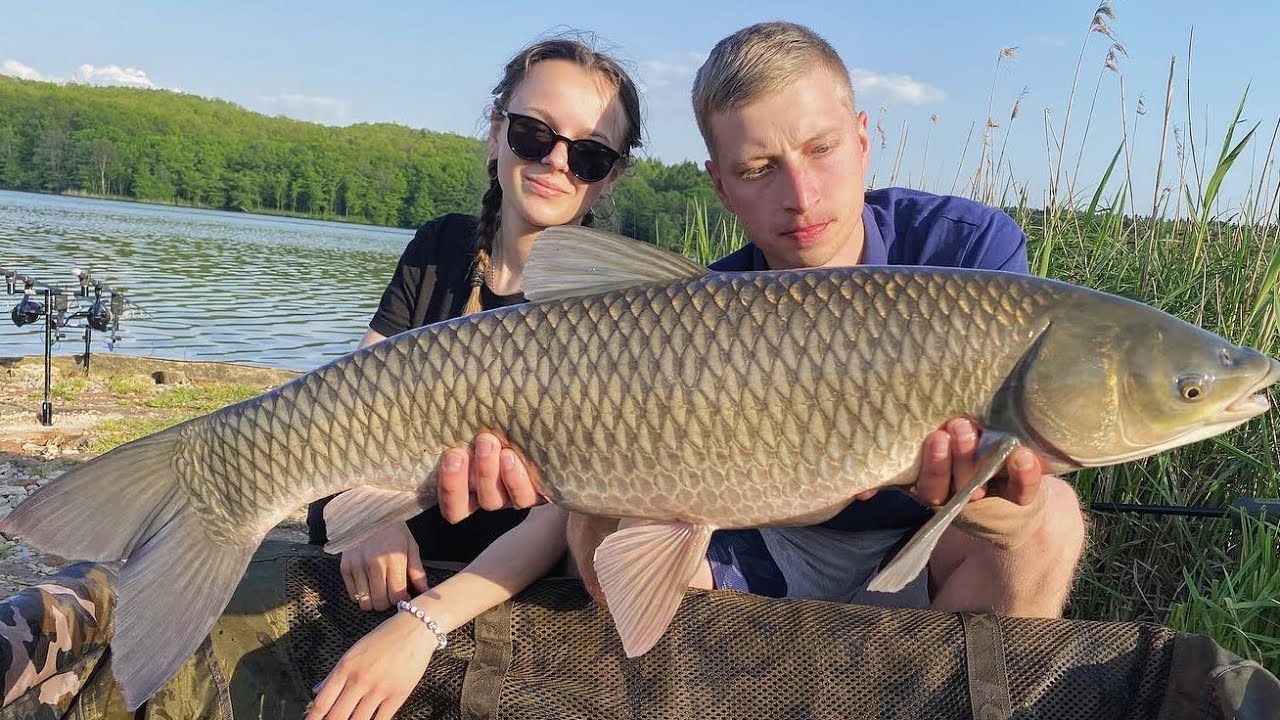 Ловля диких коропів і трофейних амурів. Рибалка на озері Доброгостів.
