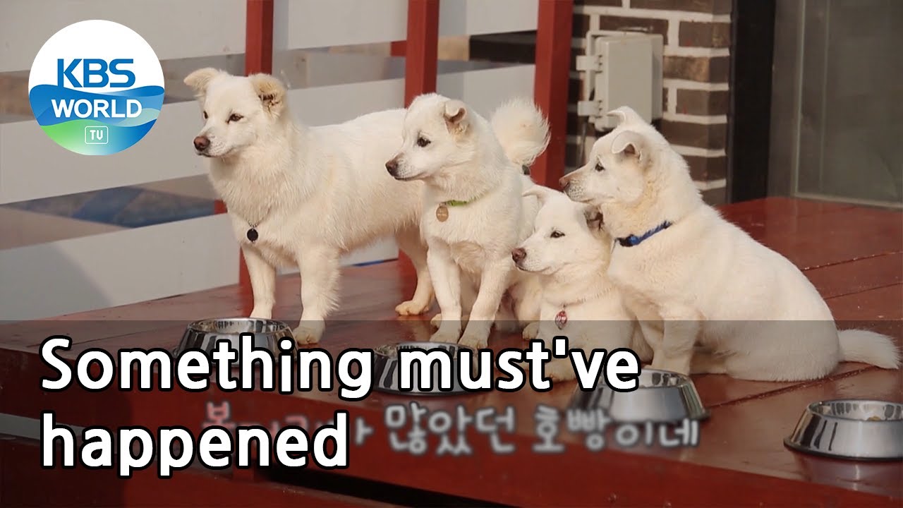 Something must've happened (Dogs are incredible) | KBS WORLD TV 210526