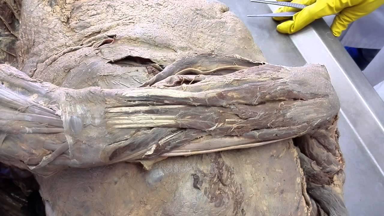 мышцы руки к экзу