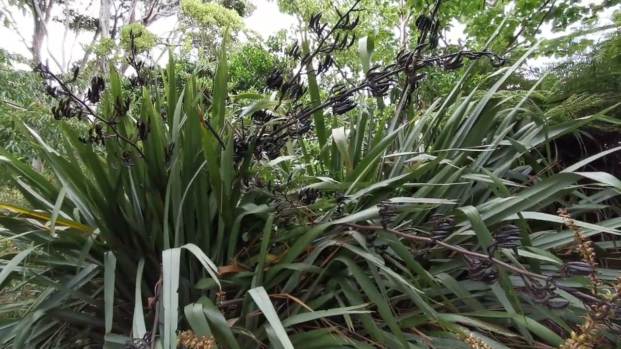 phormium tenax, New Zealand flax