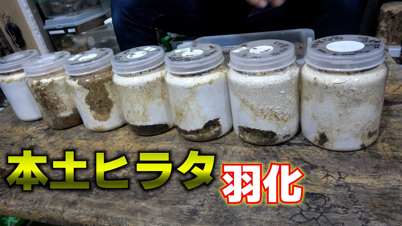 ヒラタクワガタが羽化しました（手抜き編集）