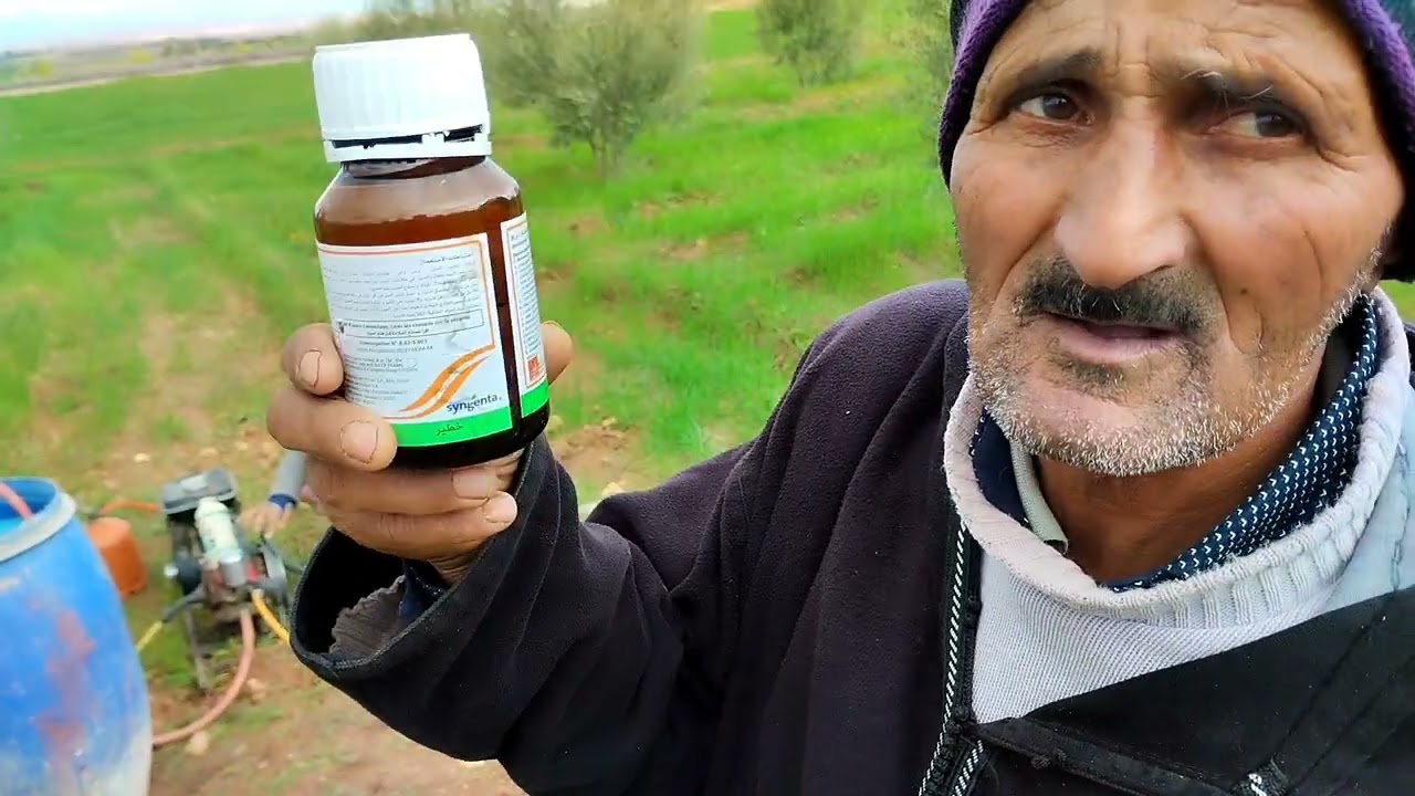 هاكيفاش  كنداويو الزيتون والكمية ديال الدوا معلومة من عند الفلاح بقلعة السراغنة #سد_لمسيرة