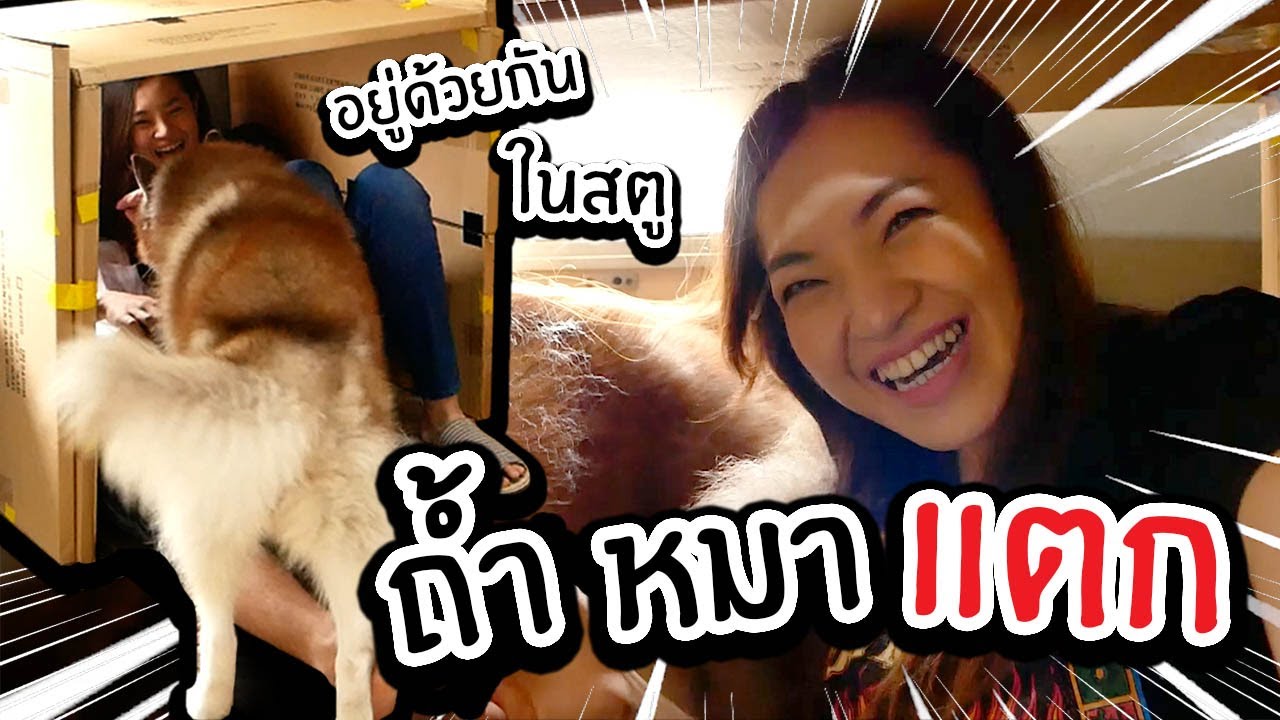 ทำถ้ำหมา! ให้หมาสติแตกกลางสตู  // ถ้ำจะรอดมั้ย?