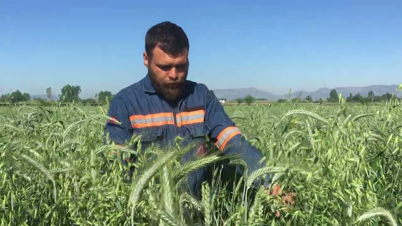 5'Lİ MİX YEM BİTKİSİ KARIŞIMI