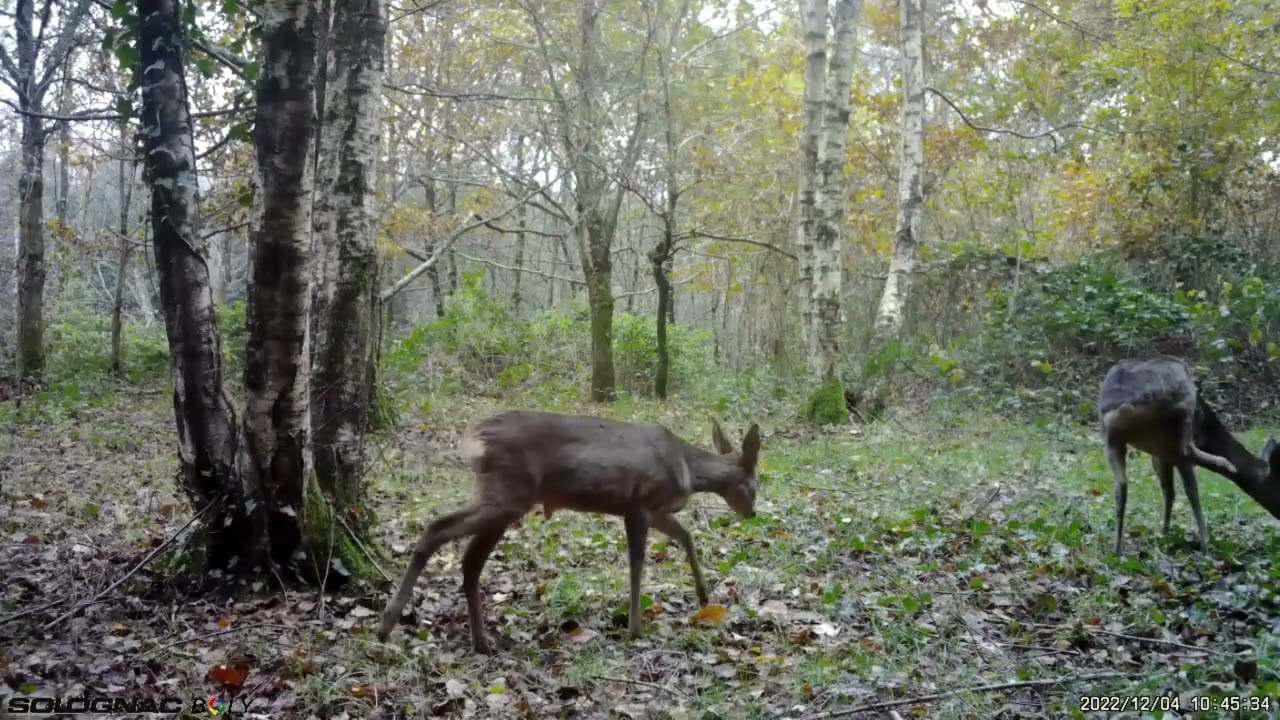Vidéo Solognac BG500 - Animaux (5)
