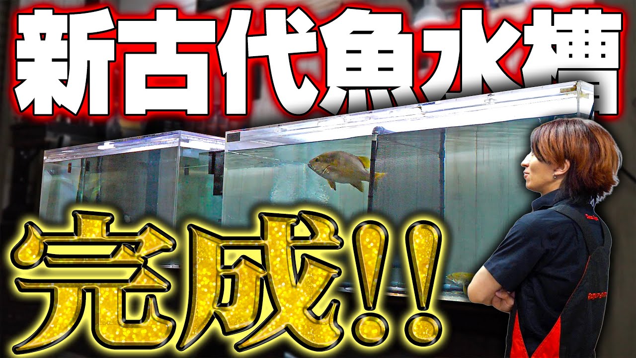 【完璧】6ヶ月かけて作り替えた古代魚水槽がついに完成しました