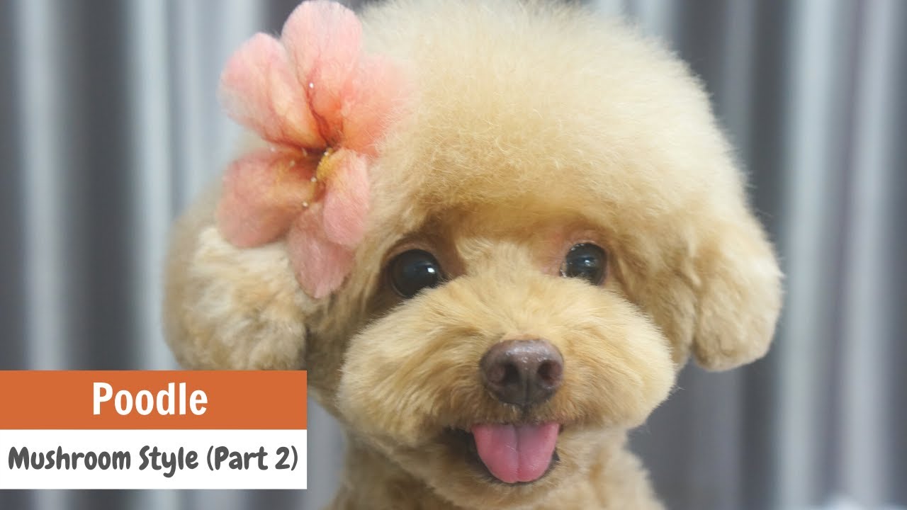Asian Fusion Mushroom Style for Poodles Grooming Tutorial (Part 2/2) | ASIAN CUTE DOGS