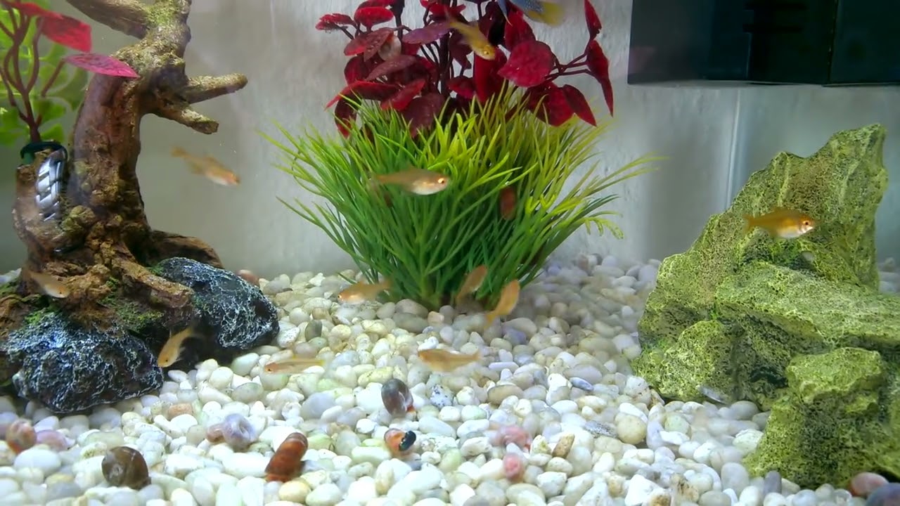 Funkensalmler, Feuertetra oder Feuersalmler  ( Hyphessobrycon amandae )