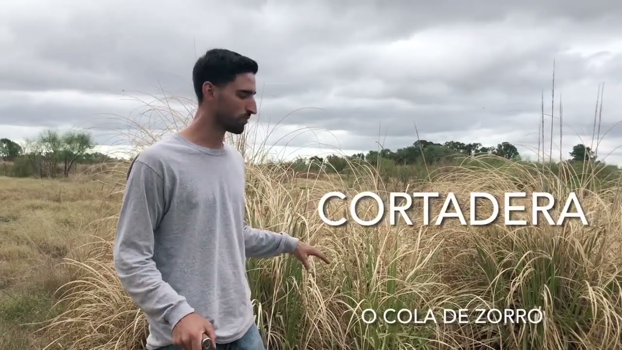 Como reproducir o trasplantar  cortadera o cola de  zorro  !!
