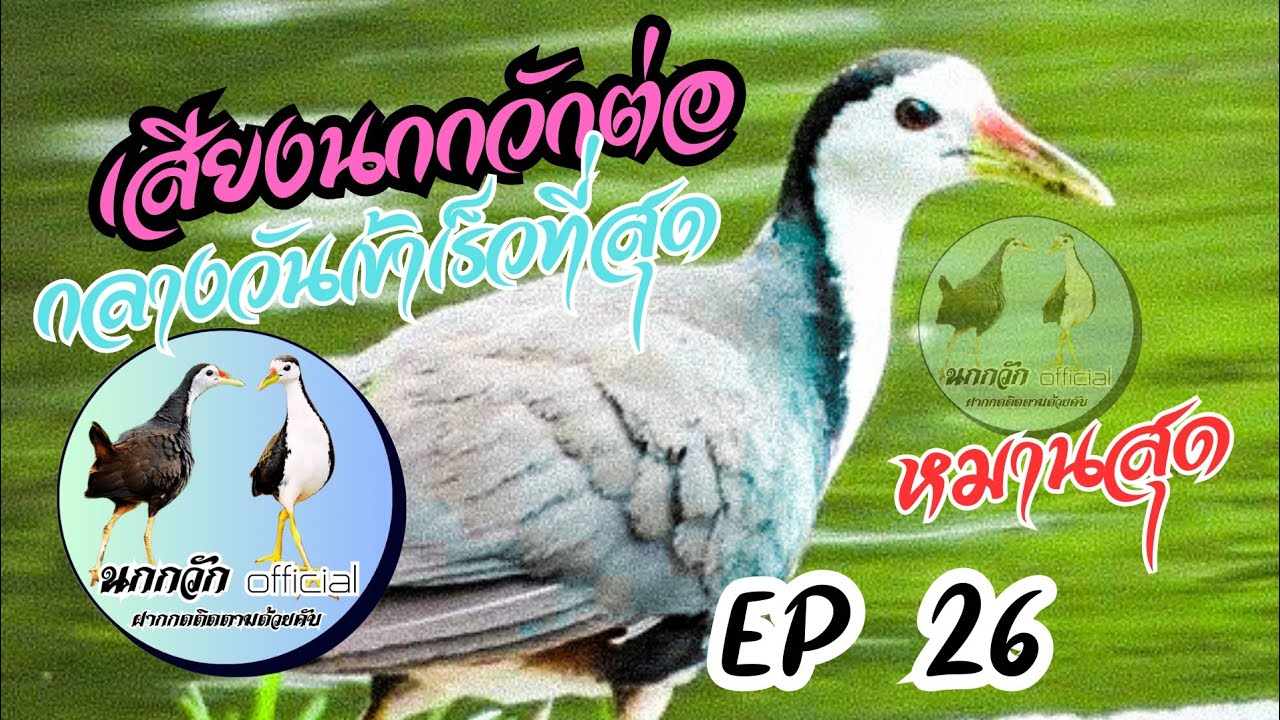 เสียงนกกวักต่อ หมานสุดมีตัวเป็นโดน กลางวัน 