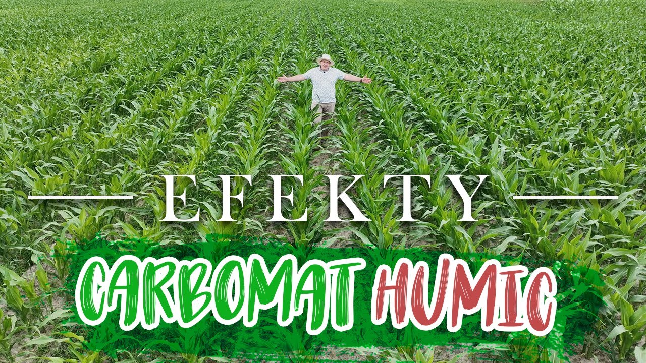 Kukurydza + CARBOMAT HUMIC = czas na efekty