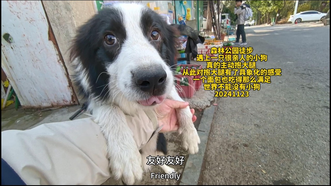 East Lake Forest Walk: A Border Collie Who Hugged My Leg | 23 Nov 2024