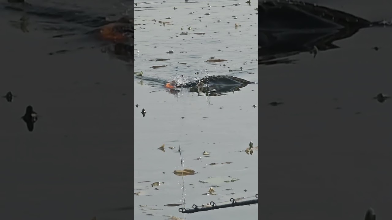 snakehead fish attack. #fishing #fish #viral #fishattack #snakeheadfish #murrelfish#shortvideo #fb