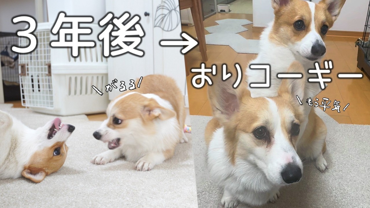 怒りん坊コーギーが３年で変わった日常で続けてきたこと3選まとめ