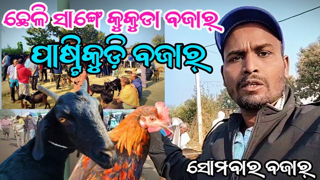 ଛେଳି ସାଙ୍ଗେ କୁକୁଡା ବଜାର୍ || ପାଷ୍ଟିକୁଡ଼ି ବଜାର୍  || କଳାହାଣ୍ଡି ପାଷ୍ଟିକୁଡ଼ି ବଜାର୍  @Bazarvloger 🐐🐓🐐