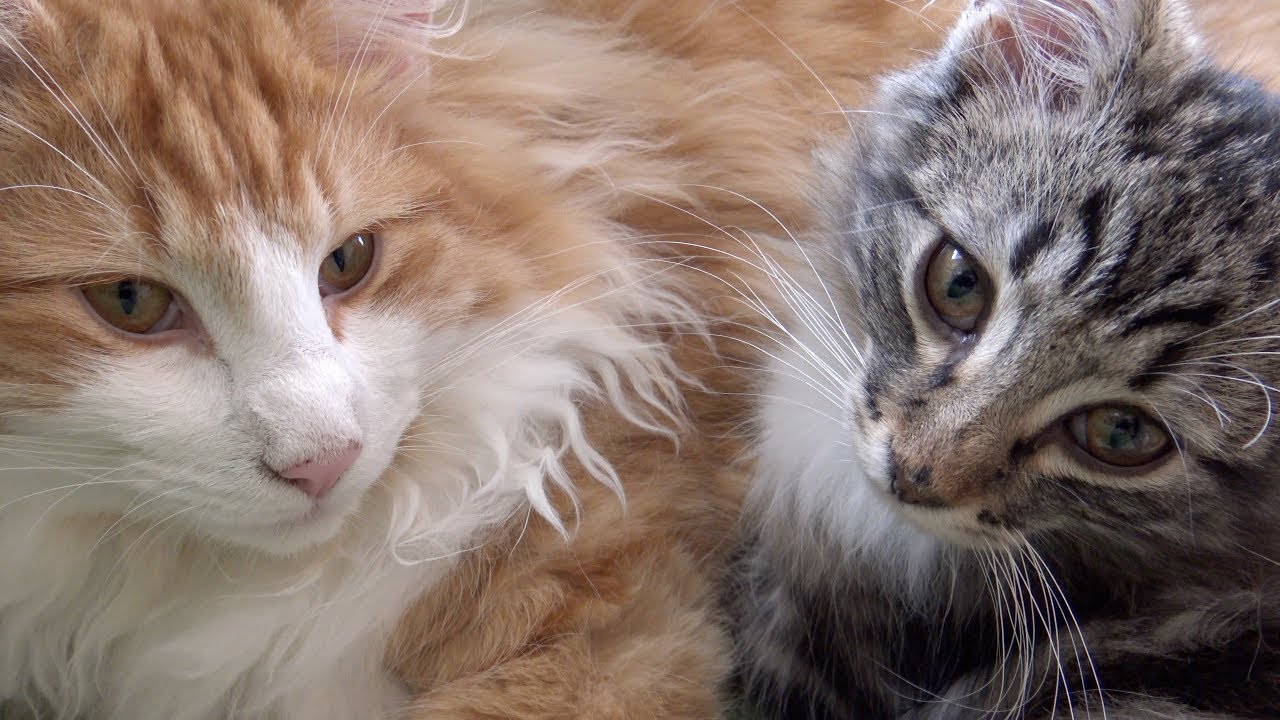 Norwegian Forest Cat/Norwegische Waldkatze Kitten - 3&6 Months/Monate - 4K-UHD