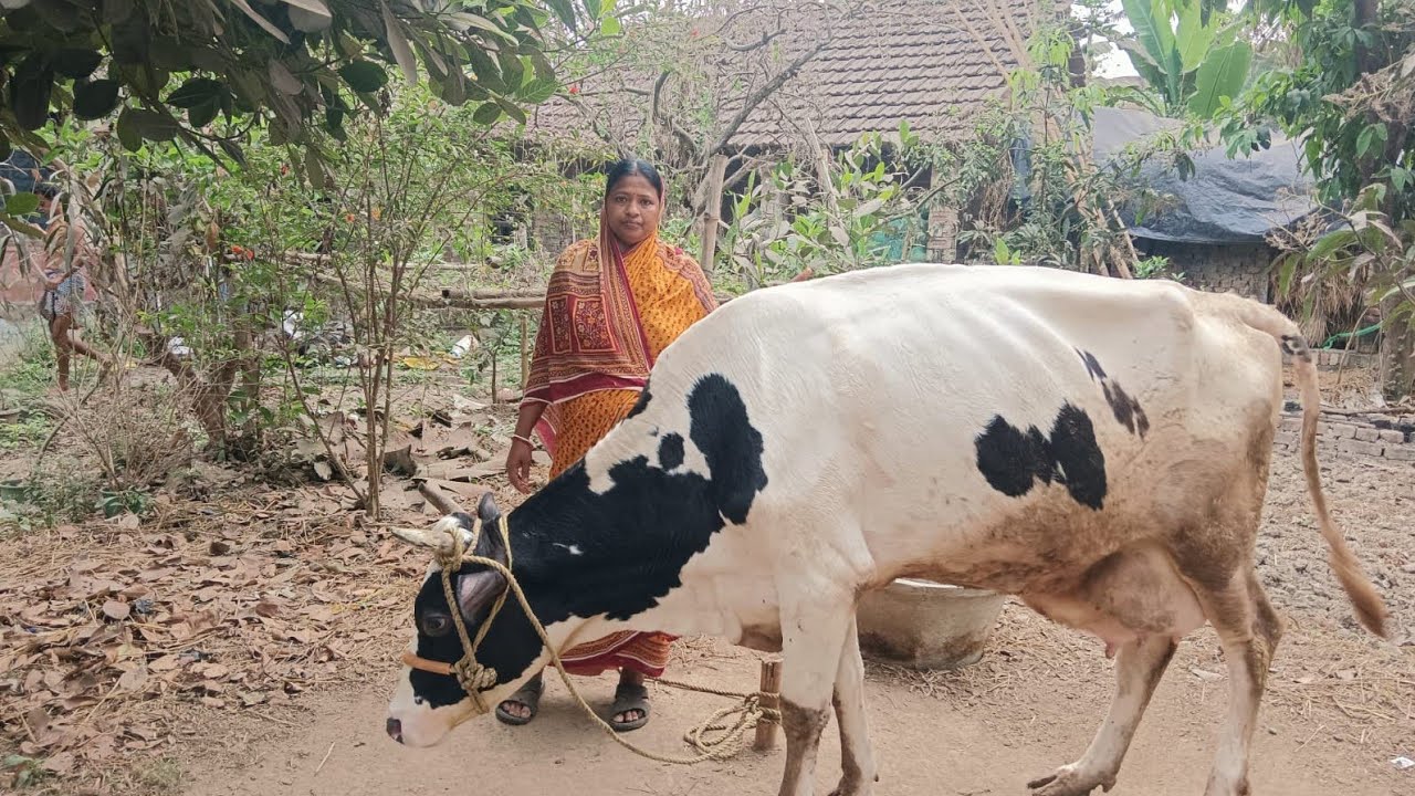  ।। গরুকে বাইরে বের করা উচিত ।।