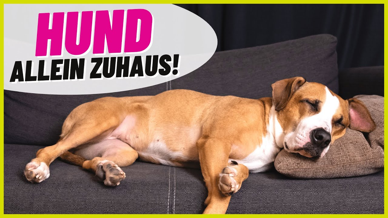 Hunderassen, die alleine bleiben können? DAS musst du wissen