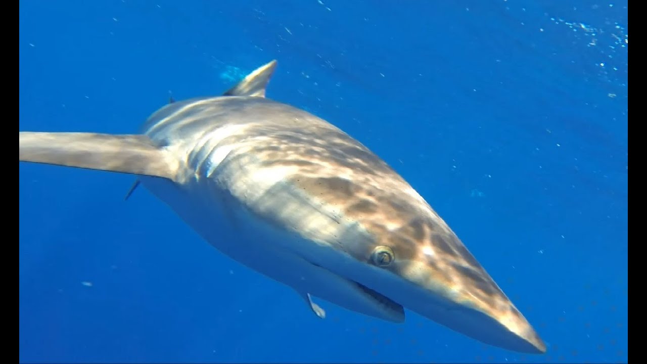 Silky Shark Dive Florida Keys