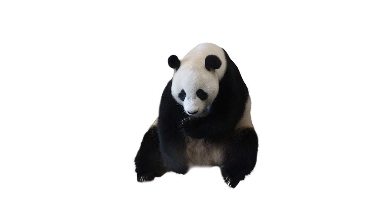 판다