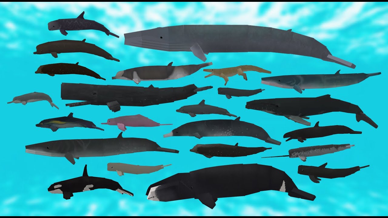 All models showcase - Minecraft Whalecraft more whales and dolphins addon (Bedrock edition)