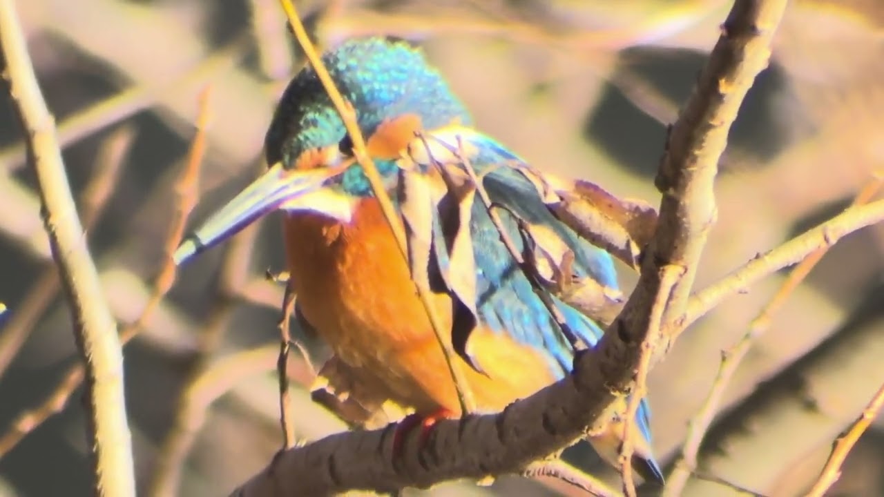 善福寺公園　カワセミ