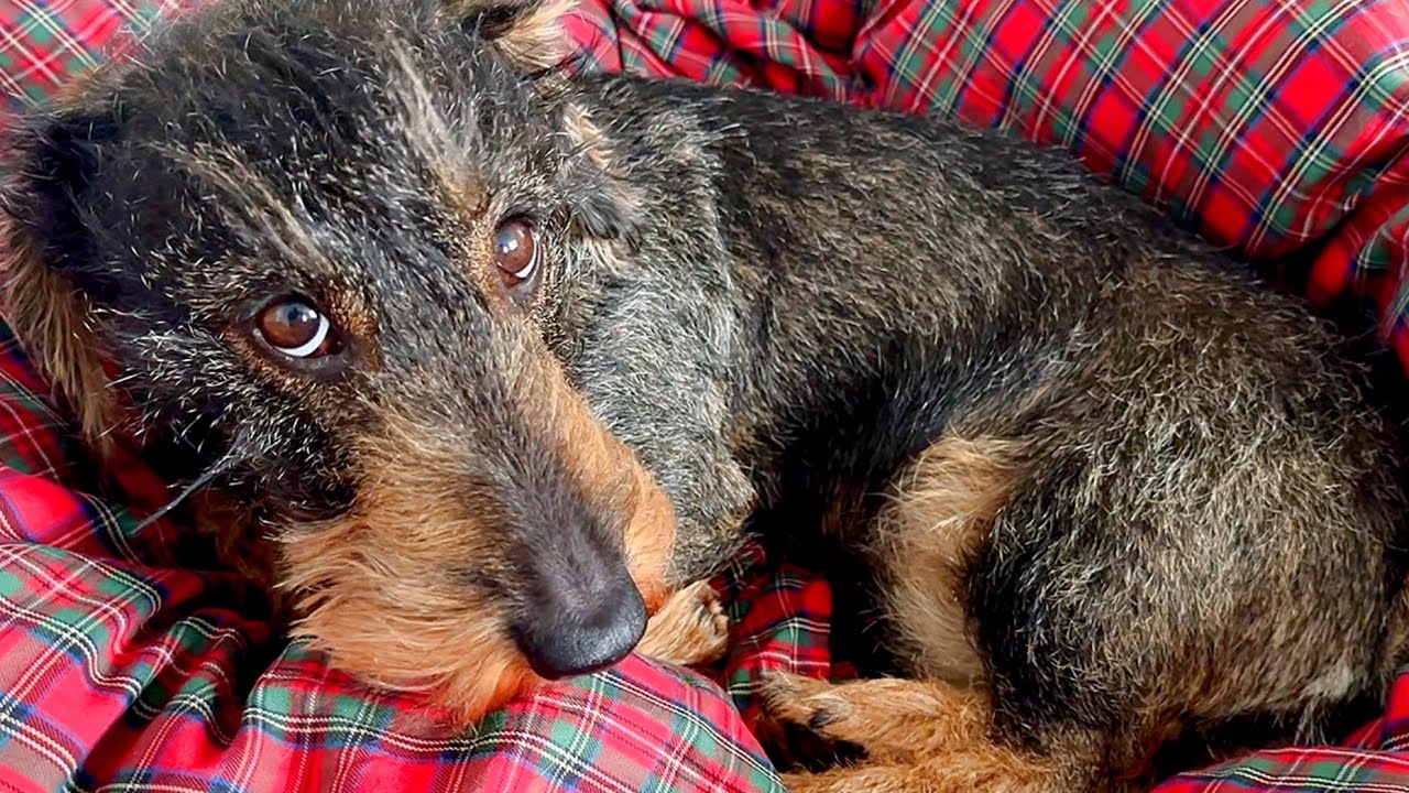 Teddy Notices Something Strange 😂