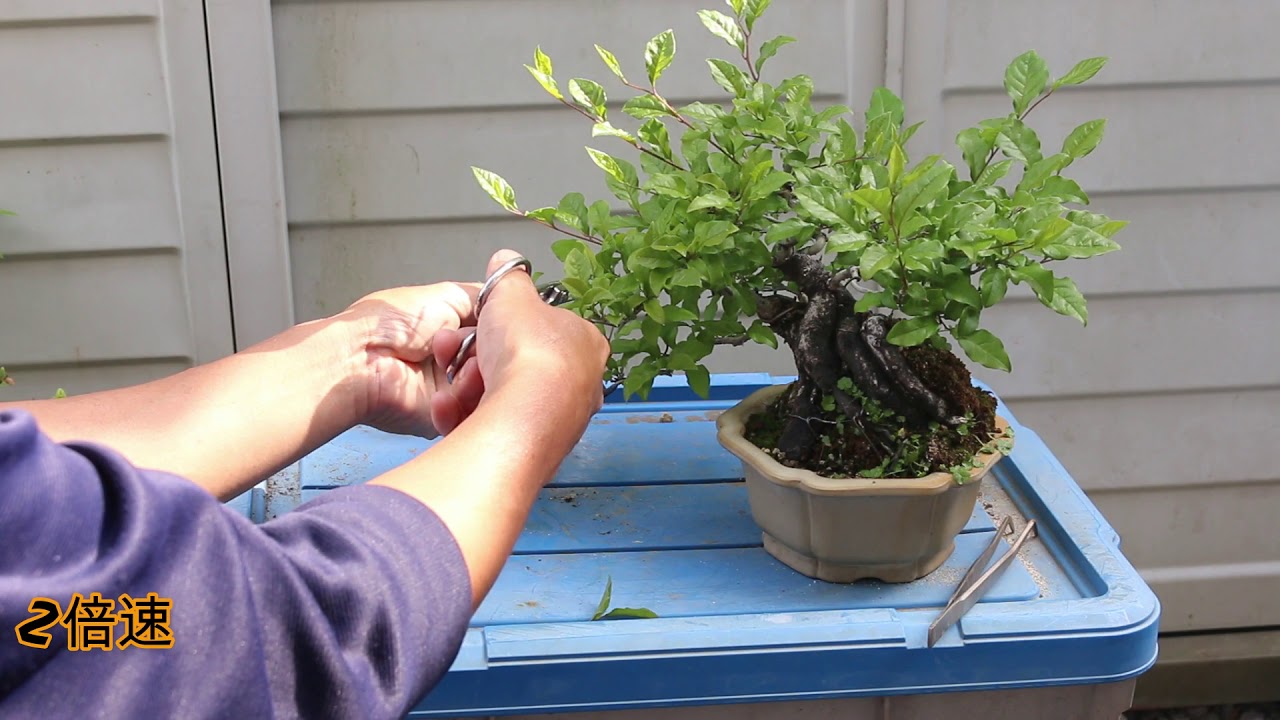 bonsai 　persimmon 　盆栽　老爺柿　芽摘み