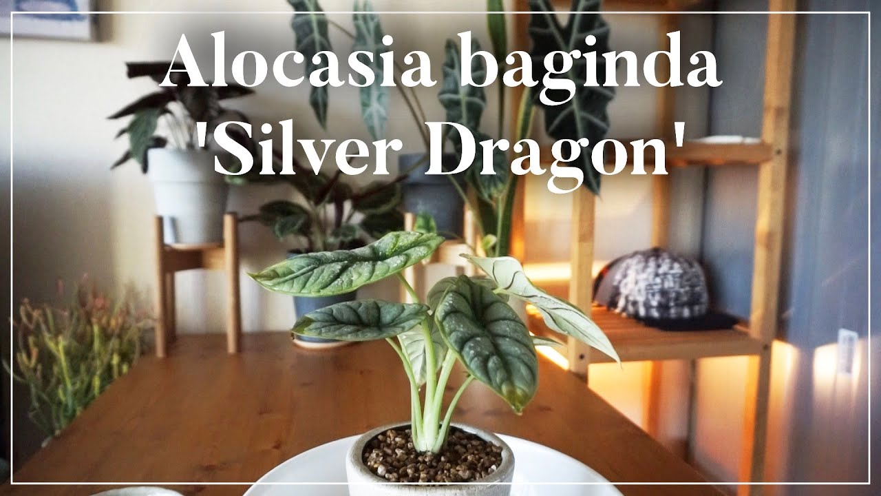 【アロカシア・シルバードラゴン】植え替え作業動画｜vlog｜Alocasia baginda 'Silver Dragon'