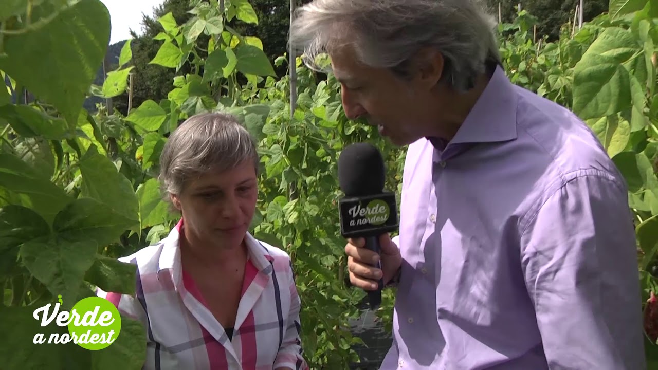 Servizio Verde a Nordest - Fagiolo Lamon Raccolta IGP