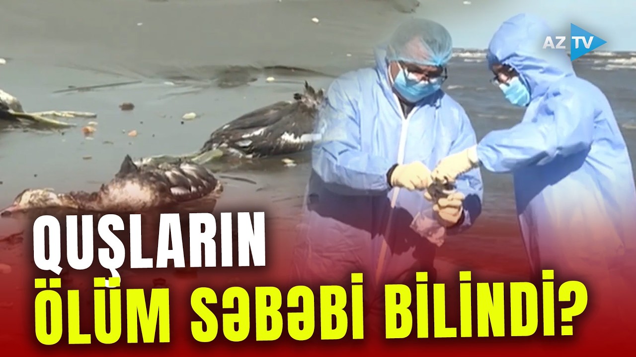 Xaçmazdakı quşların ÖLÜM SƏBƏBİ bilindi? – Qurumlar hərəkətə keçdi – GÖRÜNTÜLƏR