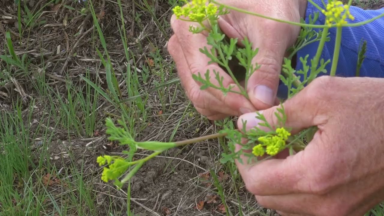 Common Flowers of the Methow Valley: Three Common Lomatiums