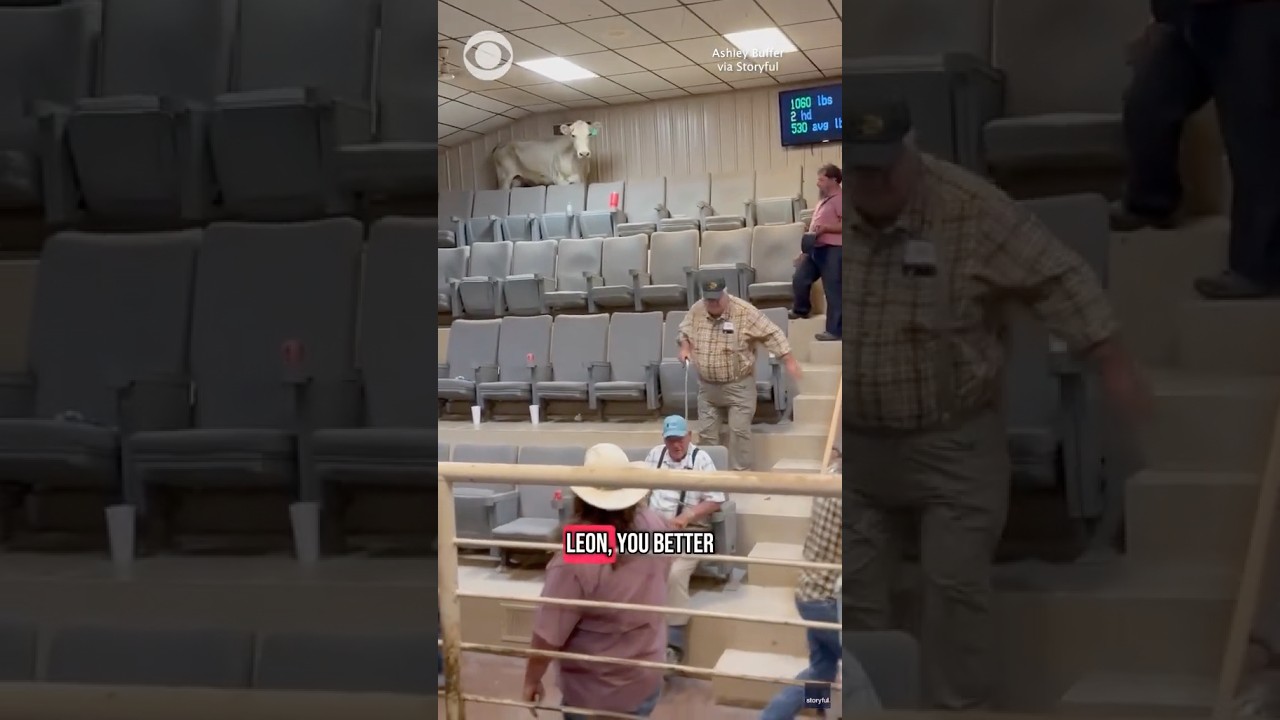 Escaped cow causes chaos at livestock auction #shorts