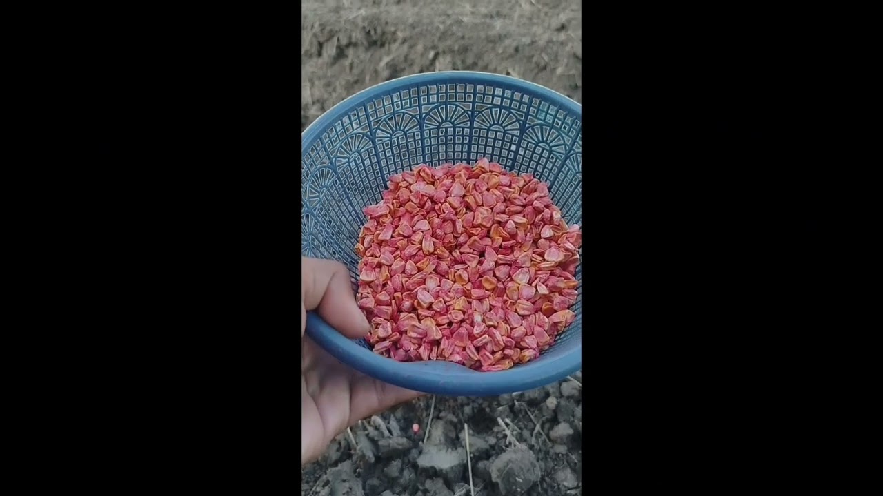 Unit Usaha Pertanian BUMDes 