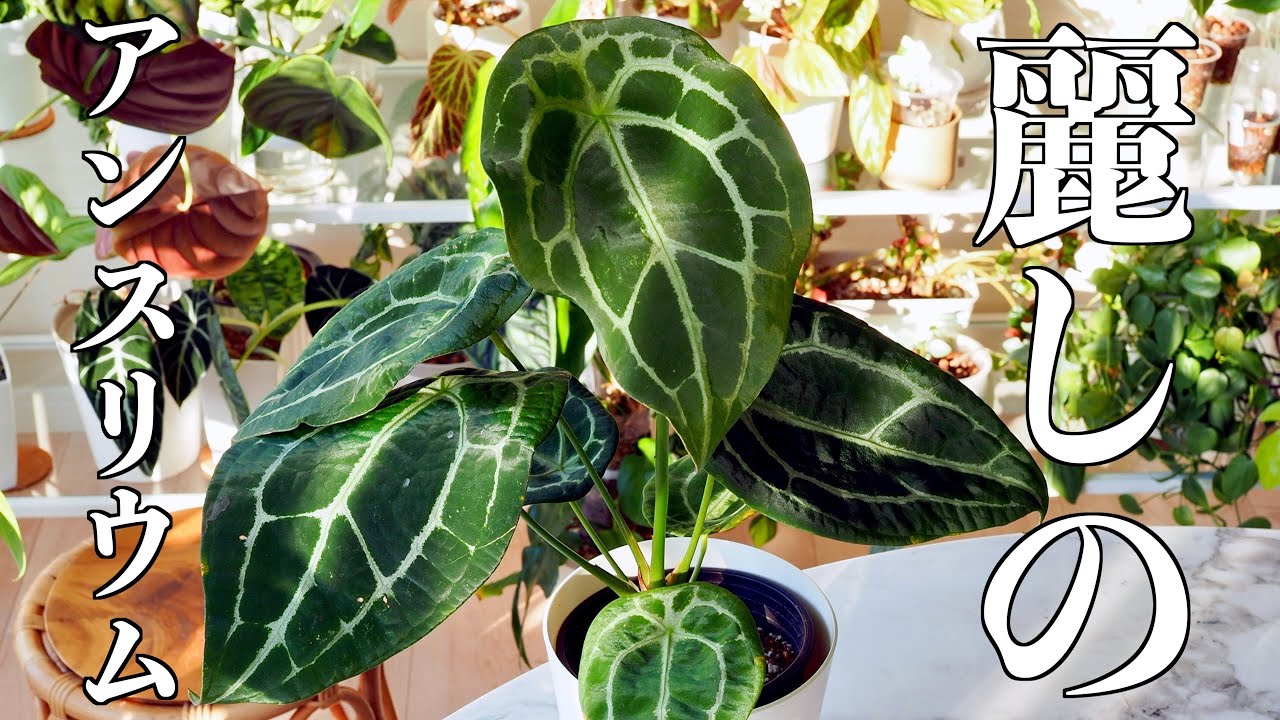 【オークション購入品】原種アンスリウム｜植物紹介